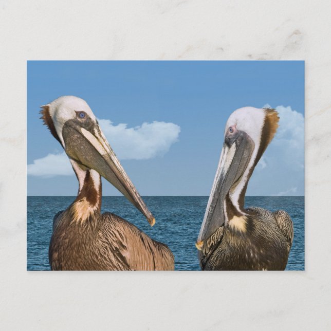 Two Brown Pelicans Postcard (Front)