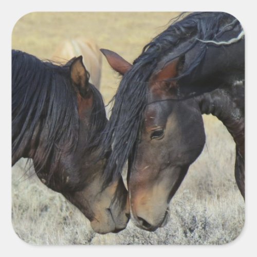 Two Brown Wild Horses Mustangs Nuzzling Square Sticker