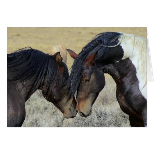 Two Brown Wild Horses Nuzzling Cards (Front Horizontal)