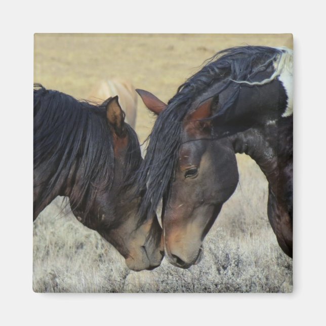 Two Brown Wild Horses Nuzzling Magnet (Front)
