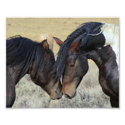 Two Brown Wild Horses Nuzzling Photo Print