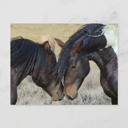 Two Brown Wild Horses Nuzzling Postcard