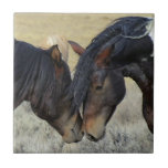 Two Brown Wild Horses Nuzzling Tile<br><div class="desc">A pair of brown wild horses sharing a tender moment in a grassy field. These two brown paint horses can be seen gently nuzzling each other,  enjoying each others company. Their tousled manes blowing in the breeze. Displaying power,  kindness and freedom. Great for horse lovers.</div>