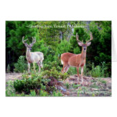 ~Two Bucks on Rogers Mountain~ (Front Horizontal)