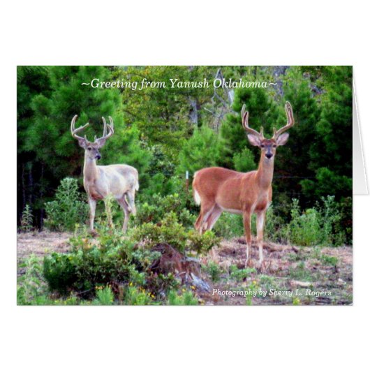 ~Two Bucks on Rogers Mountain~ Cards (Front Horizontal)
