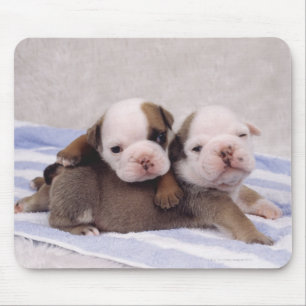 Two bulldog puppies on towel mouse pad