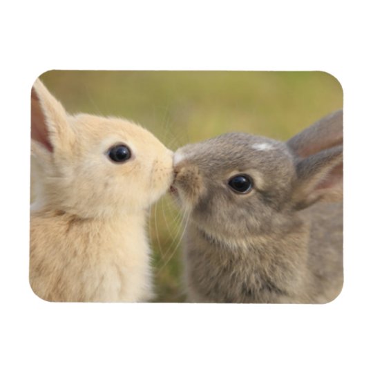 Two bunnies kissing rectangle magnet | Zazzle.com