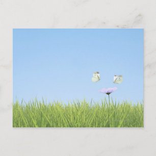 Two butterflies hovering over flower postcard
