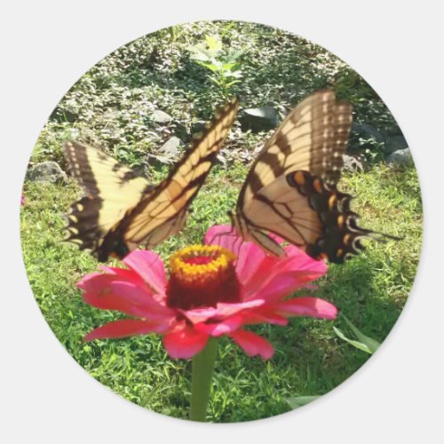 Two Butterflies on a Pink Zinnia Classic Round Sticker