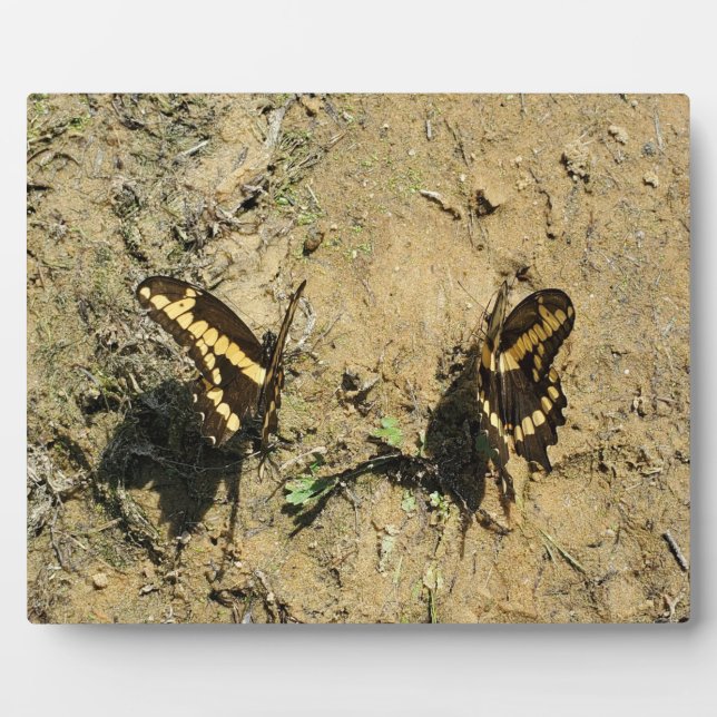 Two Butterflies on Sandy Beach Photography Plaque (Front)
