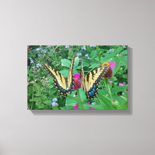 Two Butterflies Sharing a Pink Zinnia Photo 2 Canvas Print