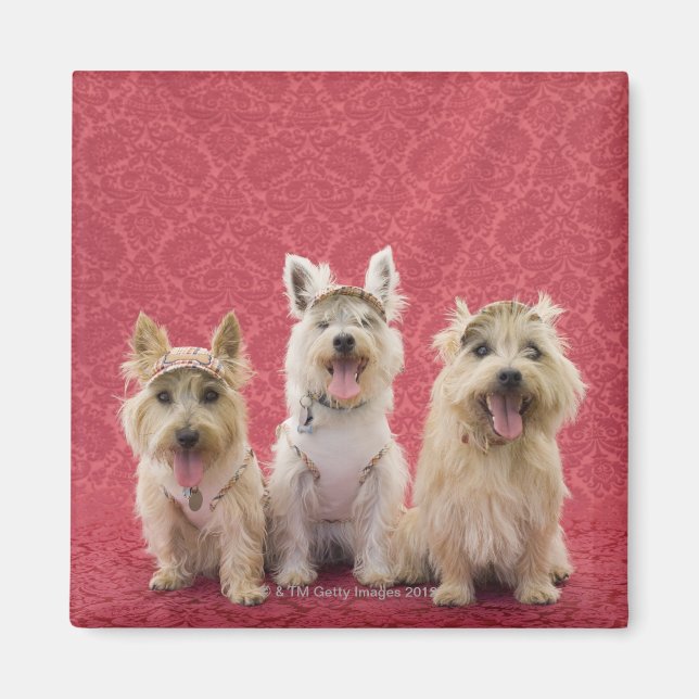 Two cairin terriers and one westie magnet (Front)