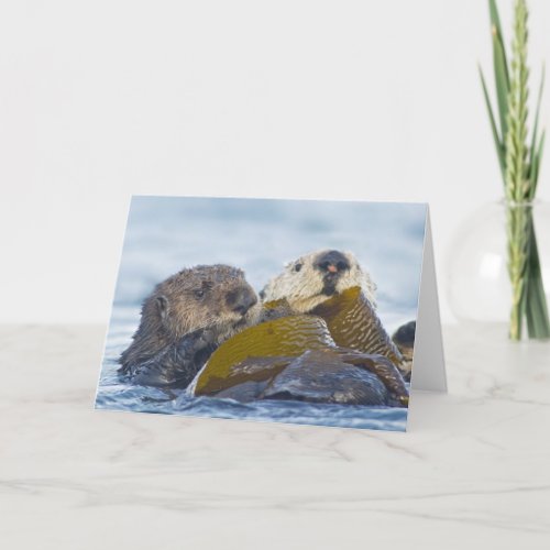 Two California Sea Otters Card