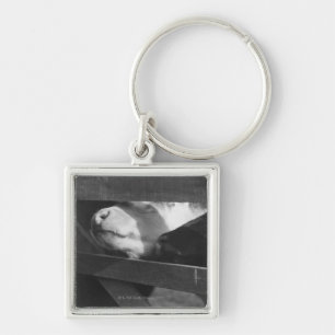 Two calves poking their noses through the gap in keychain