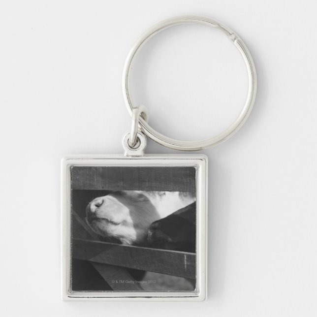 Two calves poking their noses through the gap in keychain (Front)