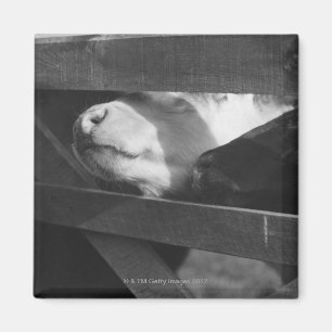 Two calves poking their noses through the gap in magnet