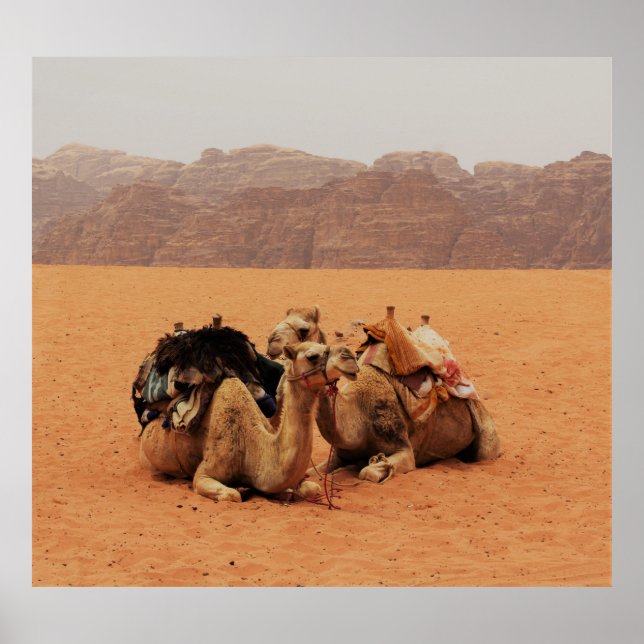 TWO CAMEL SITTING ON BROWN SAND NEAR MOUTAINS POSTER (Front)