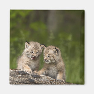 Two Canada Lynx Kittens Playing On A Log Magnet