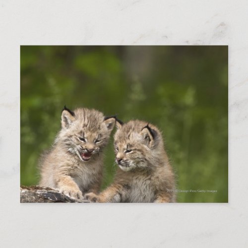 Two Canada Lynx Kittens Playing On A Log Postcard