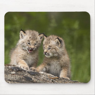 Two Canada Lynx (Lynx Canadensis) Kittens Mouse Pad