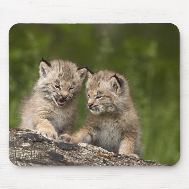 Two Canada Lynx (Lynx Canadensis) Kittens Mouse Pad (Front)