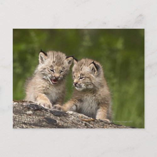 Two Canada Lynx Lynx Canadensis Kittens Postcard