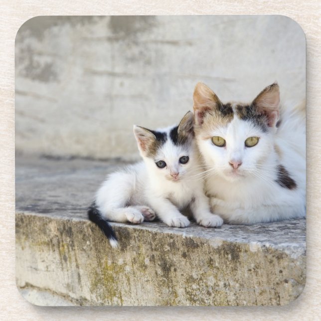 Two cats on stone steps beverage coaster (Front)