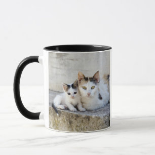 Two cats on stone steps mug