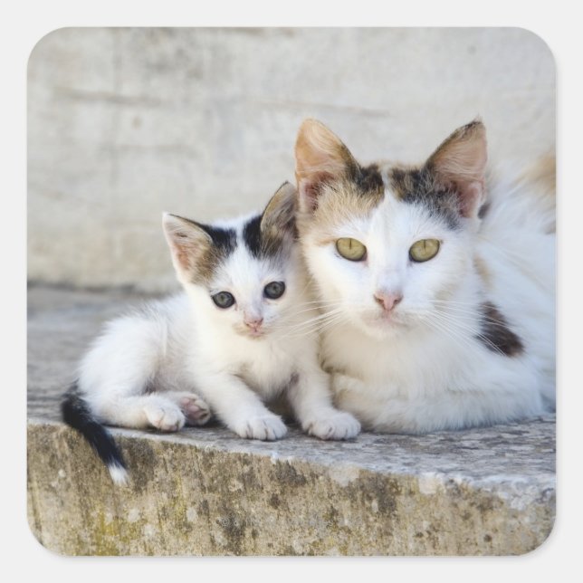 Two cats on stone steps square sticker (Front)