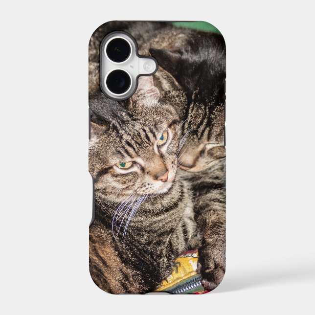 Two Cats Snuggling Iphone Case (Back)