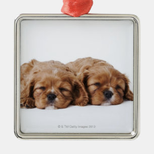 Two Cavalier King Charles Spaniel puppies Metal Ornament