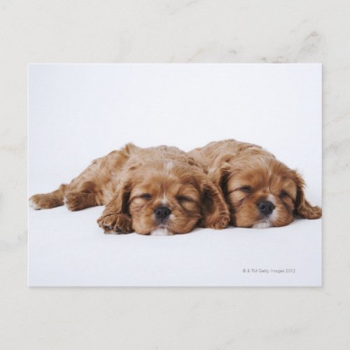 Two Cavalier King Charles Spaniel puppies Postcard