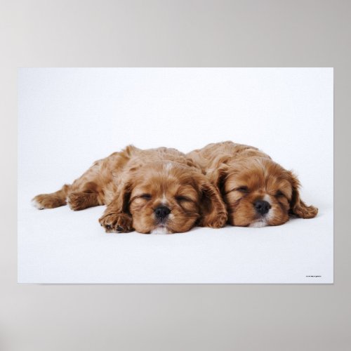 Two Cavalier King Charles Spaniel puppies Poster