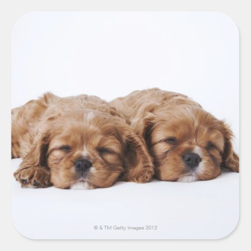 Two Cavalier King Charles Spaniel puppies Square Sticker