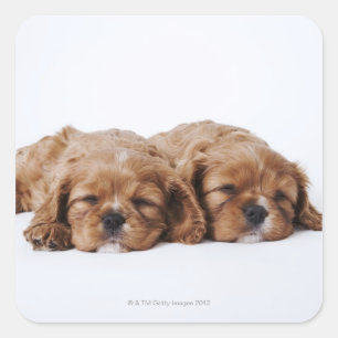 Two Cavalier King Charles Spaniel puppies Square Sticker