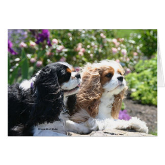 Two Cavaliers visit a summer garden-card