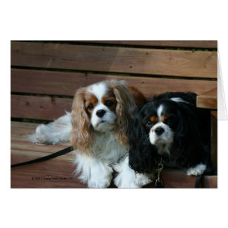 Two Cavaliers waiting on a bench Cards
