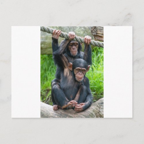Two cheeky baby chimps playing postcard