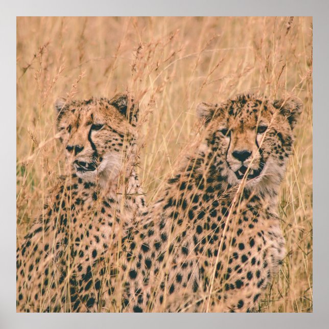 TWO CHEETAH SITTING ON FIELD AT DAYTIME POSTER (Front)