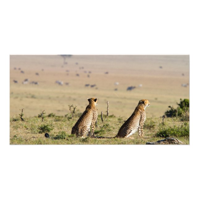 Two cheetahs on the look out card (Front)