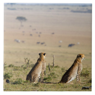 Two cheetahs on the look out ceramic tile