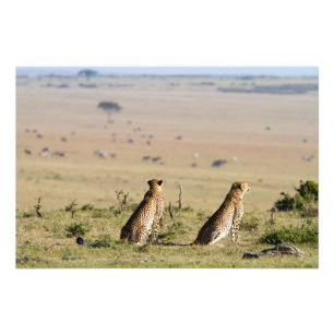 Two cheetahs on the look out photo print