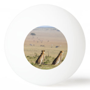Two cheetahs on the look out ping pong ball