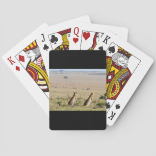 Two cheetahs on the look out poker cards
