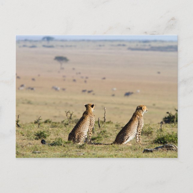 Two cheetahs on the look out postcard (Front)