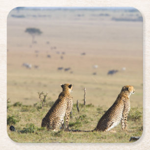 Two cheetahs on the look out square paper coaster