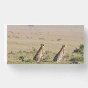 Two cheetahs on the look out wooden box sign