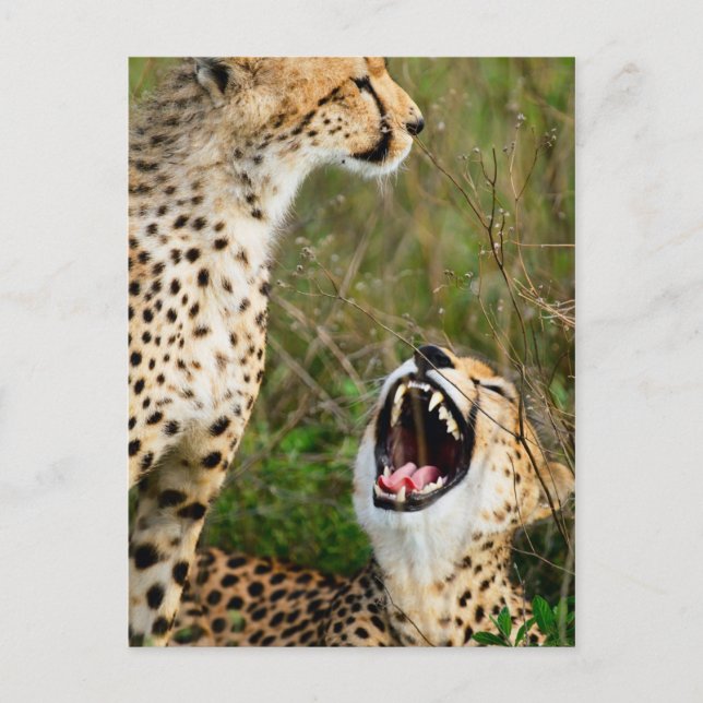 Two cheetahs postcard (Front)