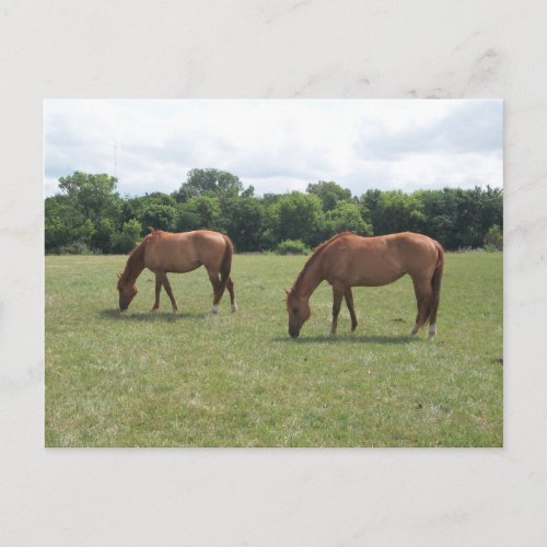 Two Chestnut Horses Grazing Postcard