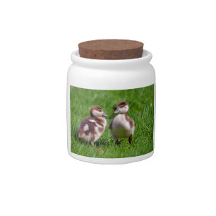 Two chicks of Egyptian Geese Candy Jar